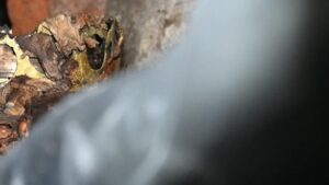 Duvarın içinden çıkanı görünce şoke oldular!