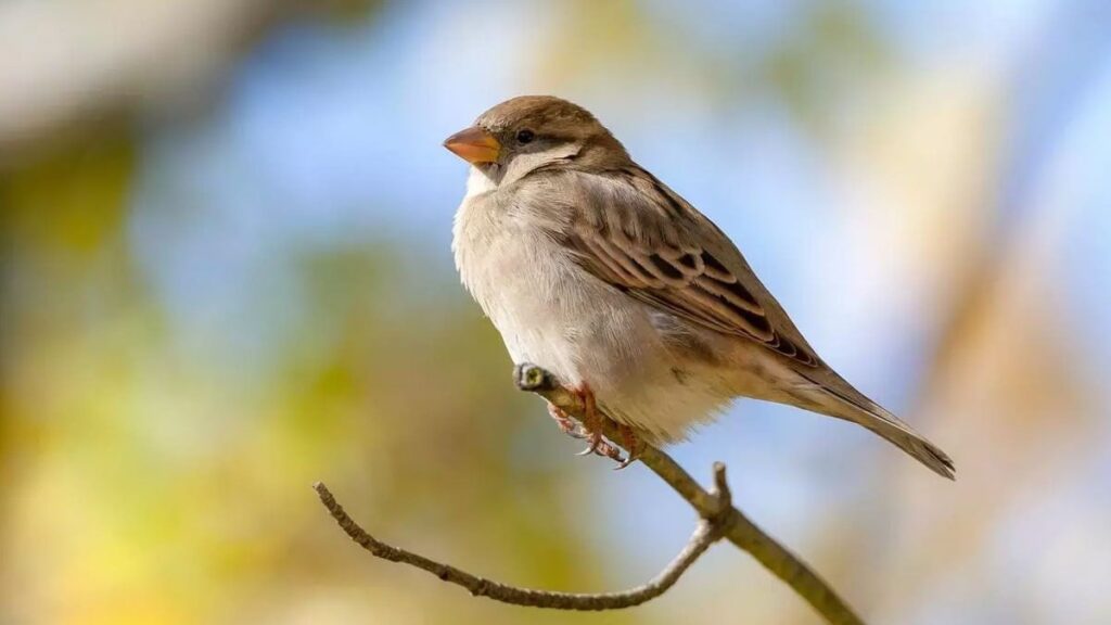 Evinin yakınında serçe olanlara uyarı