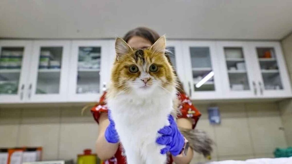 Kuş gribi evcil kedilere de bulaşıyor ve çok tehlikeli: Veteriner hekimler panikte!