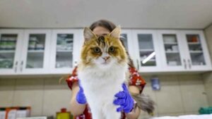 Kuş gribi evcil kedilere de bulaşıyor ve çok tehlikeli: Veteriner hekimler panikte!