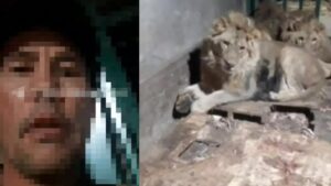 Sevgilisini etkilemek için aslan kafesine giren adamın son anları ortaya çıktı