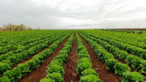 Üreticiyi bitirecek bir hamle daha ithal marul