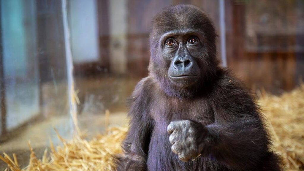 Yavru gorilin ismi ne olsun? İşte 4 seçenek