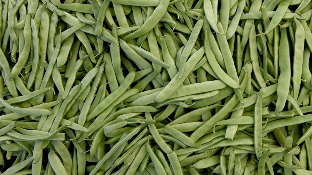 Cam parçaları içeren yeşil fasulyeler market raflarından toplanıyor