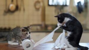 İskoçya evcil kedileri yasaklamayı düşünüyor: Gerekçe alay konusu oldu