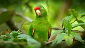 Küresel hayvan kaçakçılığı operasyonu: 20 bin hayvan kurtarıldı