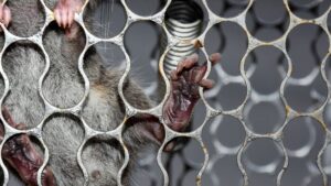 Milyonlarcası hızla yayılıyor: Şimdiden 16 büyük şehri ‘ele geçirdiler’