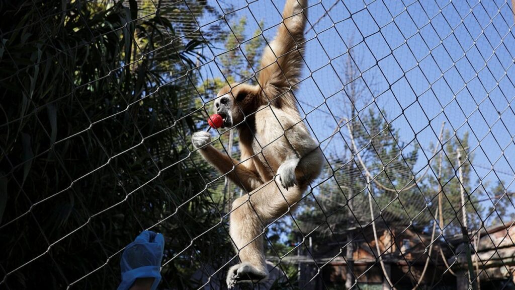 Trafoya giren maymun tüm ülkenin elektriğini kesti