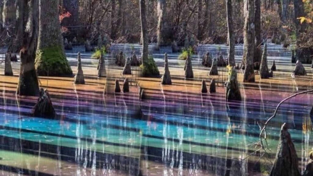 Bu bataklık gökkuşağına dönüşüyor! Ziyaretçiler hayrete düştü