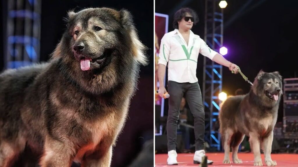 Dünyanın en pahalı köpeği 208 milyon TL’ye satıldı: Sebebini duyan şaşırıyor