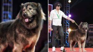 Dünyanın en pahalı köpeği 208 milyon TL’ye satıldı: Sebebini duyan şaşırıyor