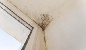 Evdeki nem ve küfü anında yok ediyor! En doğal ve pratik yöntemini uzmanlar açıkladı