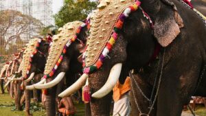 Hindistan’da eziyete ‘2025 model’ çözüm: Filler yerine onlar kullanılacak