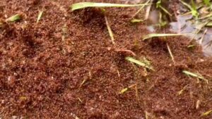 Küçücük bir hayvan büyük sorunlara yol açıyor: 23 kişi hastanede