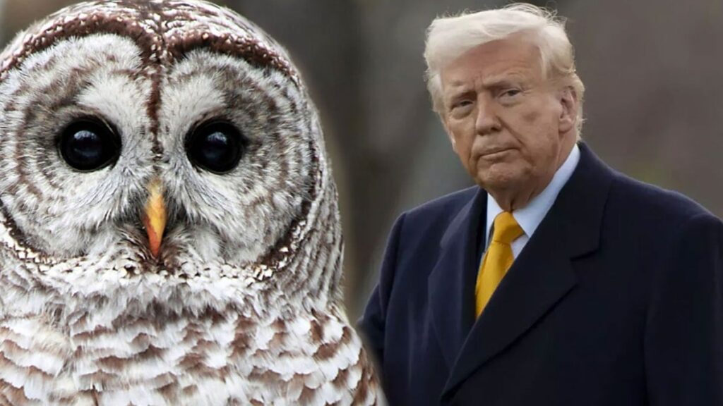 Trump’tan milyar dolarlık katliam hazırlığı