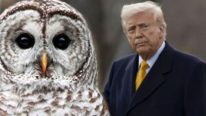 Trump’tan milyar dolarlık katliam hazırlığı