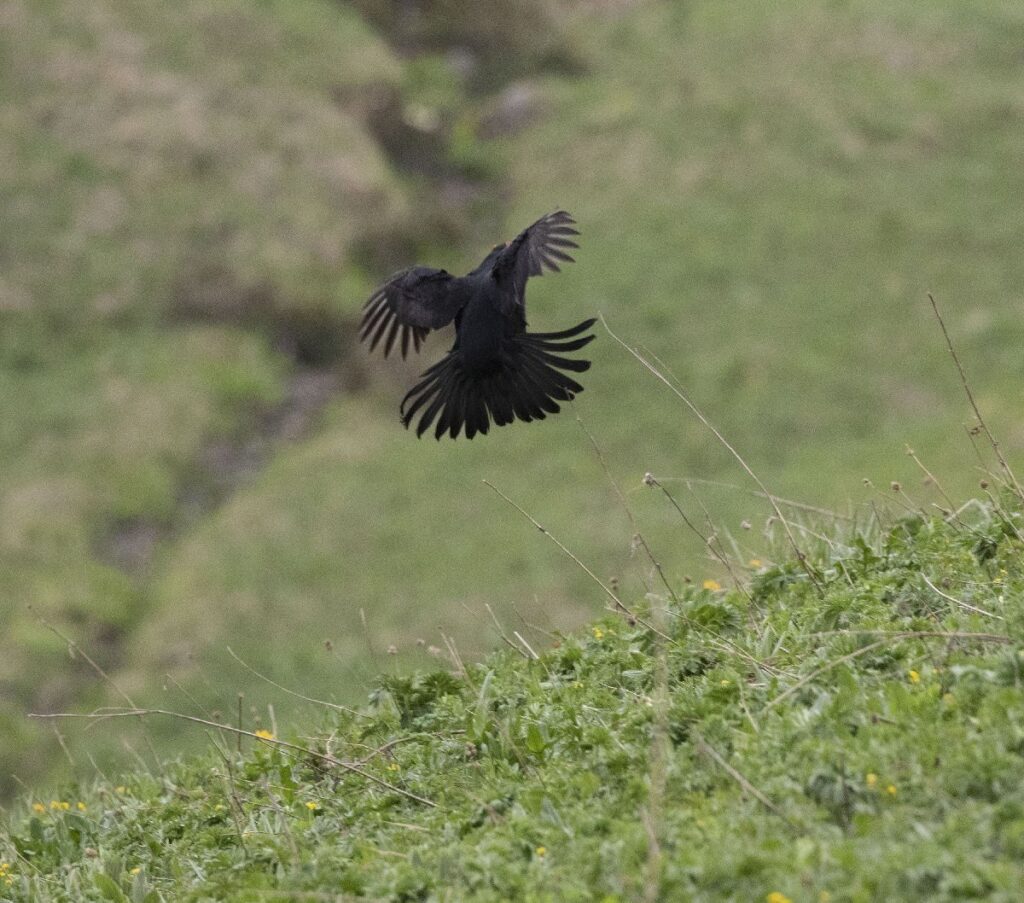 Türkiye’deki bu 7 hayvanı çocuklarınız göremeyebilir