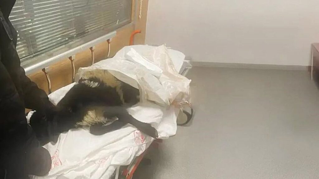 Şaşkınlık veren olay! Ayağı kırılan koyunu acile götürdü, veterinerler tepki gösterdi