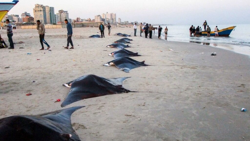 Akdeniz diken üstünde: ‘Deniz şeytanları’ kıyıya vurdu