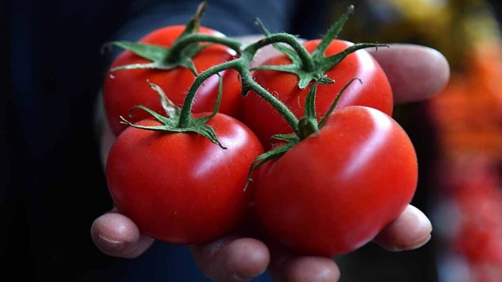 Bu hastalıklardan muzdaripseniz domatesleri hemen beslenmenizden çıkarın: Sizin için felakete yol açabilirler!