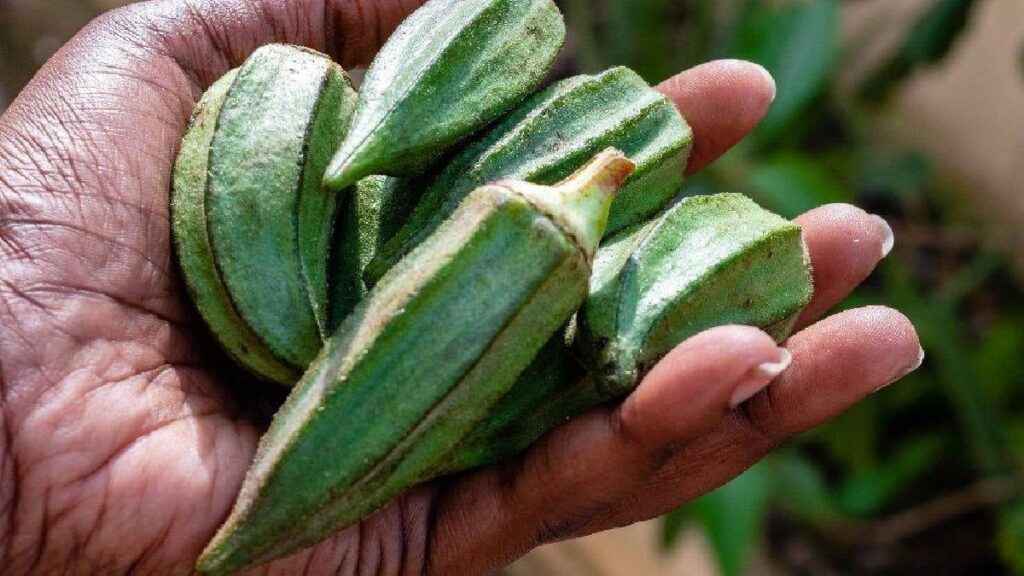 Diyet veya ameliyat değil: Hızlıca kilo vermenin sırrı bamyada