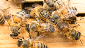 Arı zehri o kanser türünü yok ediyor: Çığır açan buluş