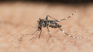 Avrupa’da sivrisinek alarmı: Salgınlar rekor seviyede, virüs yayılıyor