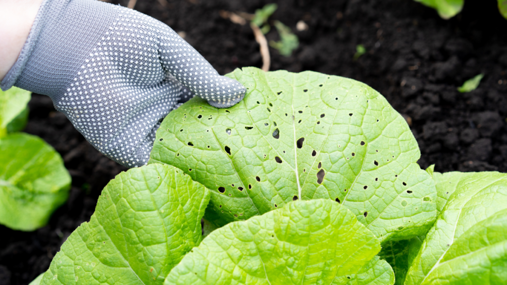 Bu bitkinin virüsü amansız hastalığın şifası çıktı: Sakın tiksinmeyin