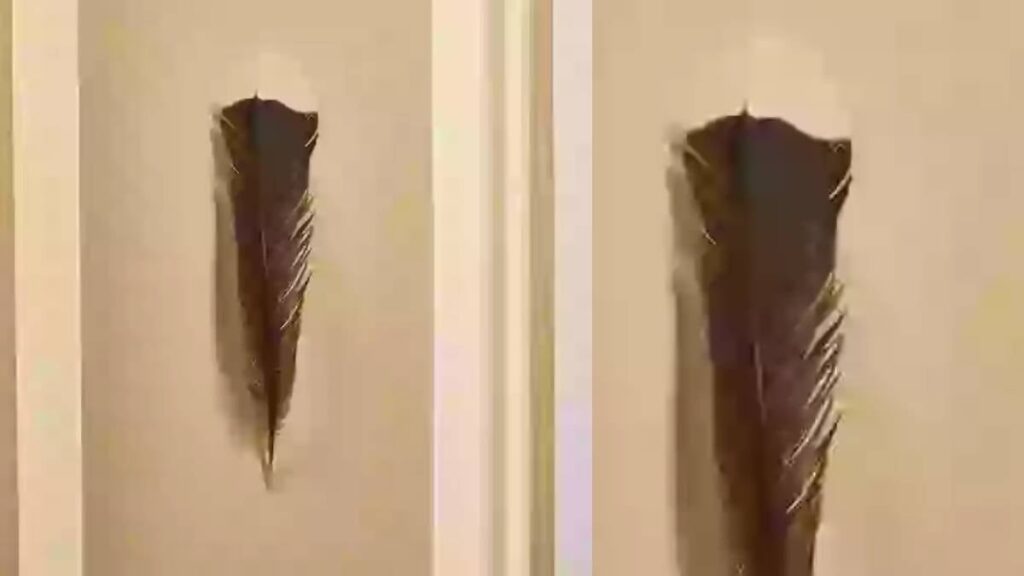 Bulduğu kuş tüyü büyük servet kazandırdı