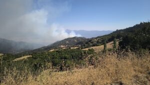 Denizli’deki orman yangını Aydın’a sıçradı!