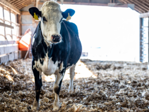 Et ithalatı 2024’ü solladı