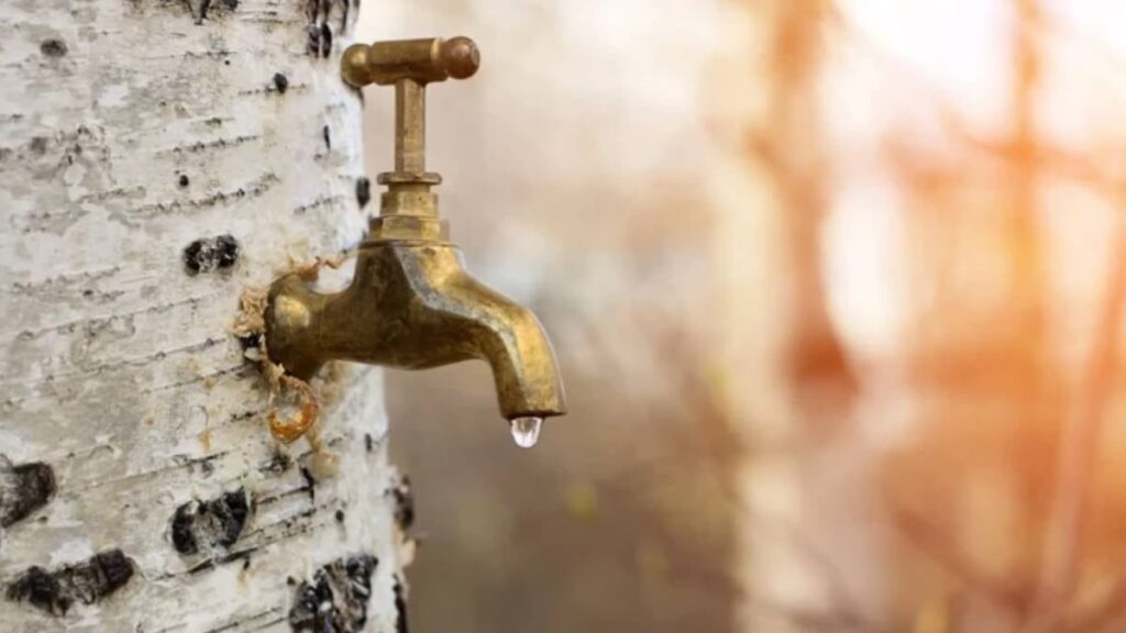 Gövdesine takılan muslukla yılda sadece 2 defa hasat yapılıyor: Şifa olmadığı hastalık yok