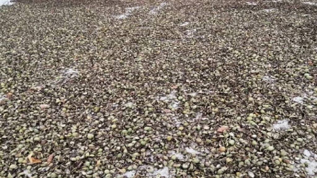 Herkes içini yiyip dışını atıyor ama asıl vitamini kabuğunda: Faydasını duyan mutfağa koşup çöpü karıştıracak