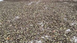 Herkes içini yiyip dışını atıyor ama asıl vitamini kabuğunda: Faydasını duyan mutfağa koşup çöpü karıştıracak