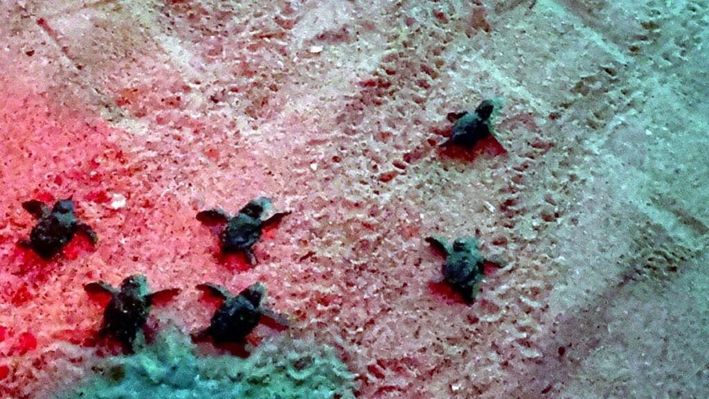 Kuşadası’nda koruma altındaki caretta yavruları deniz ile buluştu