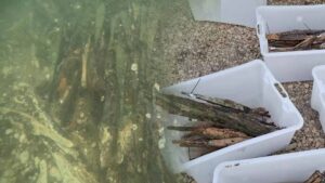 Nehir kenarında bulunan tonlarca altın külçesi, 2.000 yıl sonra tüm ülkenin tarihini değiştirdi