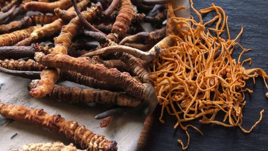 Ölü tırtılın başından filizlenerek yeryüzüne çıkıyor: Kilosu 5 Milyon TL’yi bulan astronomik rakamlara satılıyor