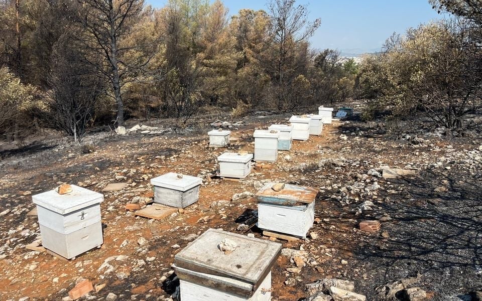 Yunanistan ülkeyi kasıp kavuran yangınların nedenini açıkladı: Başıboş arı kovanı