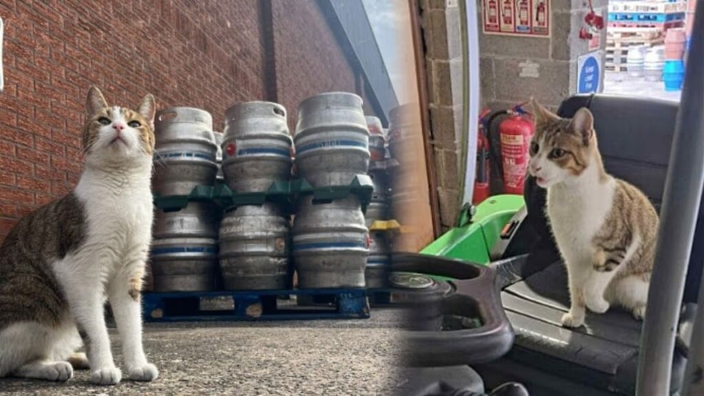 Bir ay içinde 100 km yol yaptı: Gittiği yeri duyanlar kahkaha attı