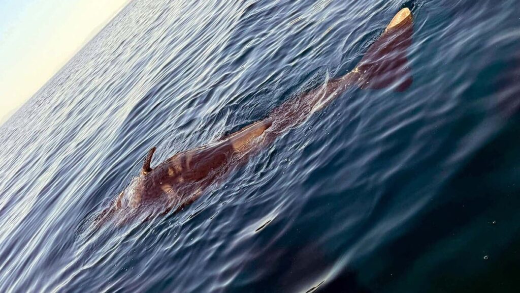 Ege’de nesli tükenmekte olan genç mavi balina ölü bulundu