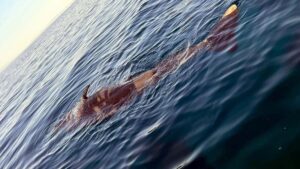 Ege’de nesli tükenmekte olan genç mavi balina ölü bulundu