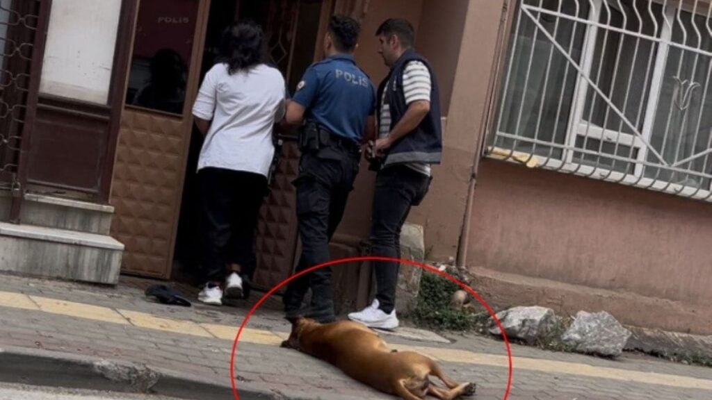 İhbara giden polislerden birini köpek, diğerini de sahibi ısırdı!