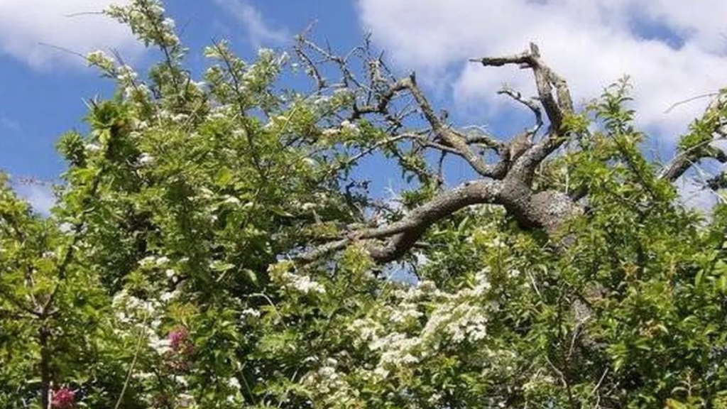 İngilizler kasım ayında bu ağaç asla dokunmazlar: İşte nedeni