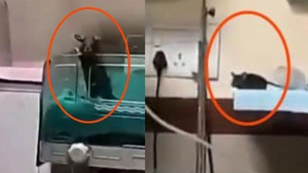 Kamu hastanesinde dehşet! Fare ısırıklarıyla iki bebek hayatını kaybetti