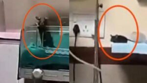 Kamu hastanesinde dehşet! Fare ısırıklarıyla iki bebek hayatını kaybetti