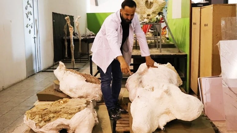 Kayseri’de 7,7 milyon yıllık üç fil kafatası bulundu