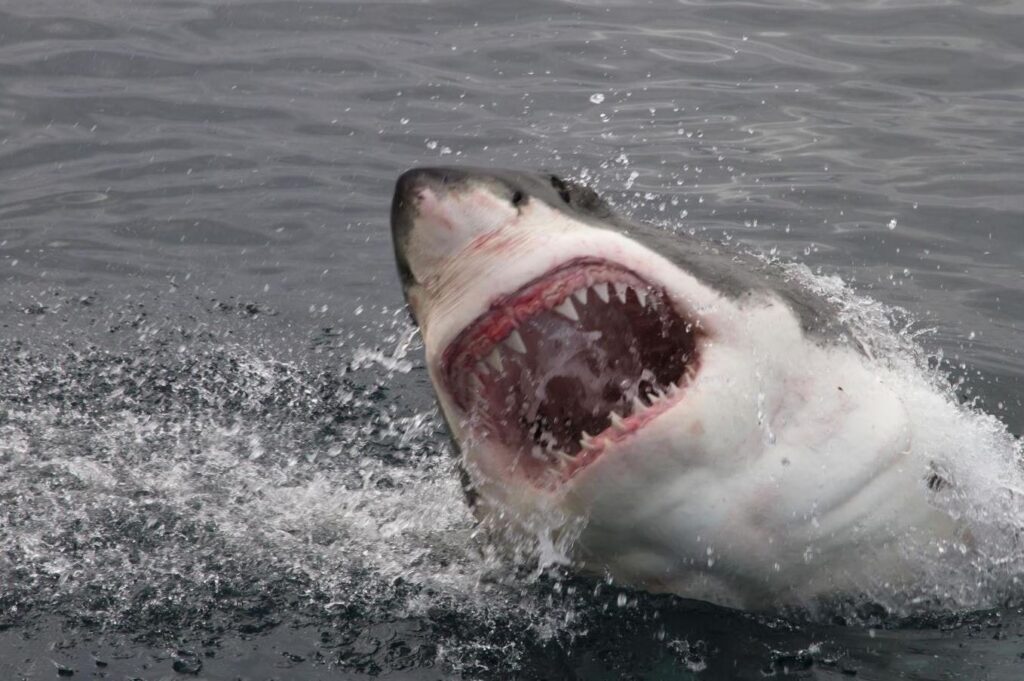 Plaj açıklarında köpekbalığı dehşeti! Bölge 72 saatliğine kapatıldı