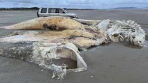 Sahilde bir gece belirdi, kimse ne olduğunu anlamadı