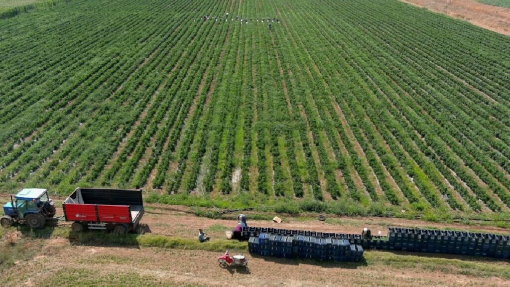 Tarlasına bahçesine eken yaşadı: Hasat sonrası kilosu 700 liraya fırladı, yüzde 500 zam geldi