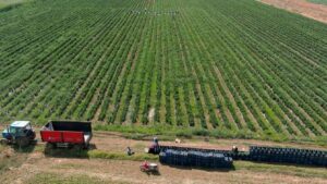 Tarlasına bahçesine eken yaşadı: Hasat sonrası kilosu 700 liraya fırladı, yüzde 500 zam geldi